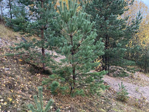 Ziemia przy jeziorze — Wyszukiwarka nieruchomości od deweloperów i właścicieli GEOLN.COM. Zdjęcie 2