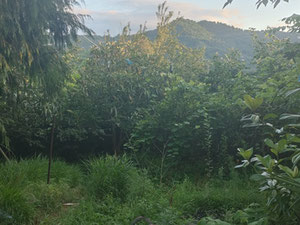 出售巴图米附近的土地 — 来自开发商和业主的房地产搜索引擎 GEOLN.COM. 照片 4