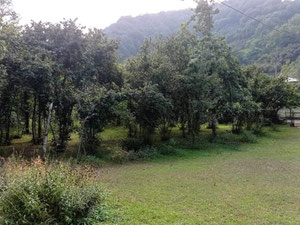 Ділянка землі на продаж у селі Ліхаурі — Пошуковик нерухомості від забудовників і власників GEOLN.COM. Фото 2