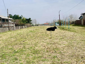 Land plot in Poti — Find off-plan property or real estate resale directly from developers and owners GEOLN.COM. Photo 4