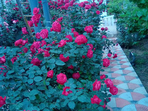 Malikane — Пошуковик нерухомості від забудовників і власників GEOLN.COM. Фото 21