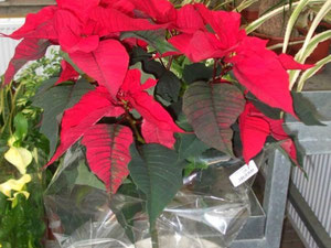 דירה בצ'כיה, אזור הבוהמה המרכזי, סלני סייל — חיפוש נדל"ן מפרטי ומקבלן GEOLN.COM. תמונה 4