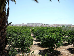 顶层公寓 3 卧室 96 m² 在贝尼约法尔, 西班牙 — 来自开发商和业主的房地产搜索引擎 GEOLN.COM. 照片 12