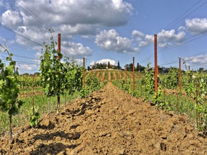 Production in a village in Italy, Tuscany, Livorno — Find off-plan property or real estate resale directly from developers and owners GEOLN.COM. Photo 10