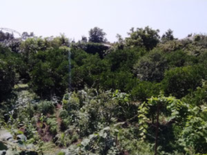 Terreno de Inversión Prime en Batumi — Listo para el Desarrollo — Encuentre propiedades fuera del plan o reventa de bienes inmuebles directamente de desarrolladores y propietarios GEOLN.COM. Foto 12