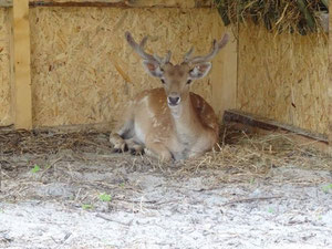 נכס מסחרי אחר בהרים, בפרברים, ביער בבולגריה, אזור Ruse — חיפוש נדל"ן מפרטי ומקבלן GEOLN.COM. תמונה 7