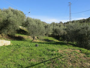 וילה ליד הים באיטליה, בורדיגה — חיפוש נדל"ן מפרטי ומקבלן GEOLN.COM. תמונה 3