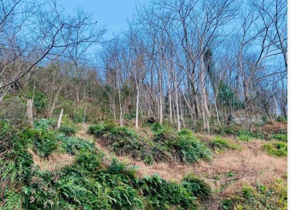 Земля на продажу в Самеба — Поисковик недвижимости от застройщиков и собственников GEOLN.COM. Фото 1