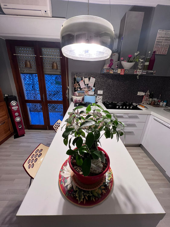 Apartment in the center of Scalea, 500m from the sea — Find off-plan property or real estate resale directly from developers and owners GEOLN.COM. Photo 1