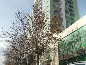 דירת 4 חדרים באורטצ'לה. דירה ללא מתווך בטביליסי — חיפוש נדל"ן מפרטי ומקבלן GEOLN.COM. תמונה 4