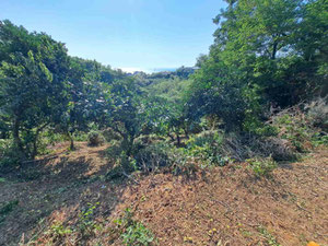 Plot in Makhinjauri with sunset view — Find off-plan property or real estate resale directly from developers and owners GEOLN.COM. Photo 4