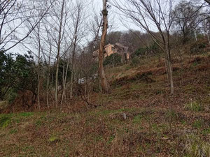 Gonio 的橘园地块 — 来自开发商和业主的房地产搜索引擎 GEOLN.COM. 照片 2