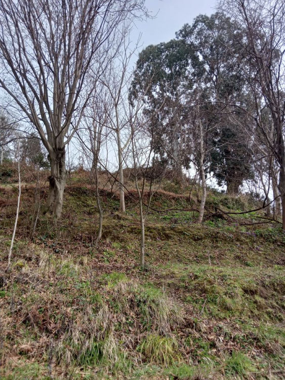 Gonio 的橘园地块 — 来自开发商和业主的房地产搜索引擎 GEOLN.COM. 照片 1