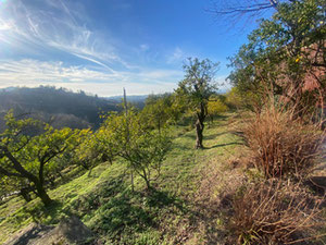 Terreno en la aldea de Dagva — Encuentre propiedades fuera del plan o reventa de bienes inmuebles directamente de desarrolladores y propietarios GEOLN.COM. Foto 4
