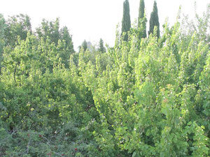 Malikane — Пошуковик нерухомості від забудовників і власників GEOLN.COM. Фото 5