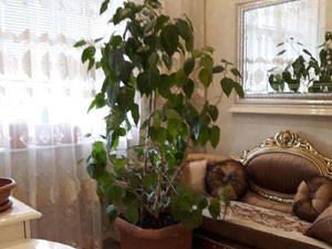 Digomi的3个房间的公寓。买公寓第比利斯，Digomi — 来自开发商和业主的房地产搜索引擎 GEOLN.COM. 照片 7