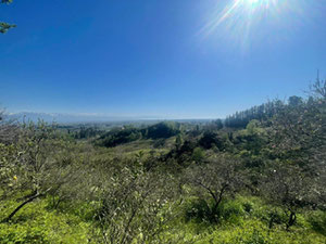 古里亚地块 — 来自开发商和业主的房地产搜索引擎 GEOLN.COM. 照片 4