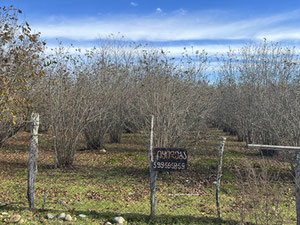 Продається земельна ділянка в селі Двабзу — Пошуковик нерухомості від забудовників і власників GEOLN.COM. Фото 2