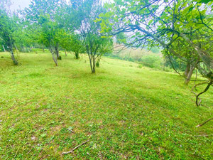 Земельна ділянка в Квирикі — Пошуковик нерухомості від забудовників і власників GEOLN.COM. Фото 2