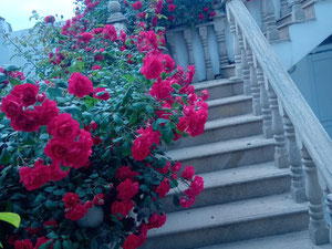 Malikane — Пошуковик нерухомості від забудовників і власників GEOLN.COM. Фото 29