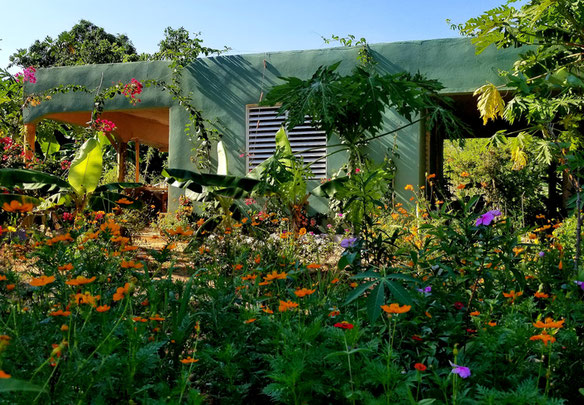 Casa con plantación de plátanos en venta