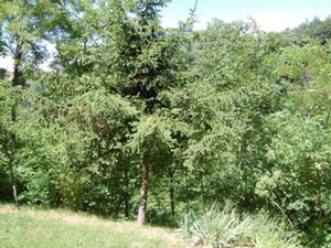 房子在意大利，皮埃蒙特，亚历山德里亚 — 来自开发商和业主的房地产搜索引擎 GEOLN.COM. 照片 6