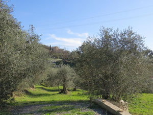 וילה ליד הים באיטליה, בורדיגה — חיפוש נדל"ן מפרטי ומקבלן GEOLN.COM. תמונה 6