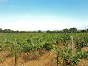 法国地块，Clermont-l'Hérault 出售 — 来自开发商和业主的房地产搜索引擎 GEOLN.COM. 照片 6