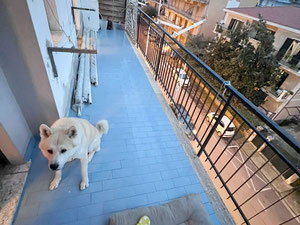 Apartment in the center of Scalea, 500m from the sea — Find off-plan property or real estate resale directly from developers and owners GEOLN.COM. Photo 5