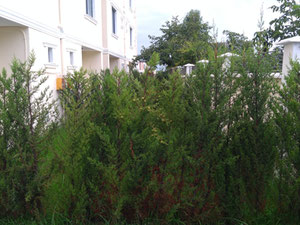 Нерухомість в Batumi Villas — дивіться на пошуковику нерухомості GEOLN.COM. Фото 11