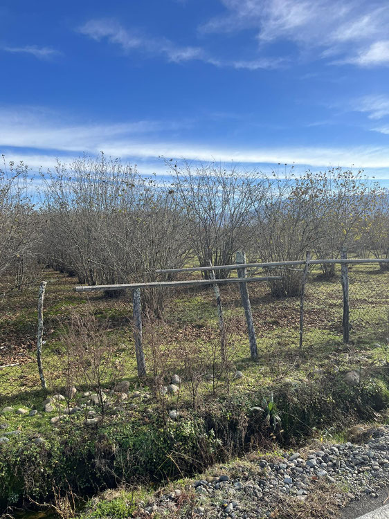 Продається земельна ділянка в селі Двабзу — Пошуковик нерухомості від забудовників і власників GEOLN.COM. Фото 1