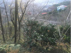 Земля на продажу в Самеба — Поисковик недвижимости от застройщиков и собственников GEOLN.COM. Фото 4