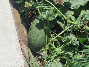 Продається будинок — Пошуковик нерухомості від забудовників і власників GEOLN.COM. Фото 45