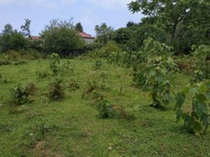 在 Khelvachauri 出售的土地 — 来自开发商和业主的房地产搜索引擎 GEOLN.COM. 照片 7