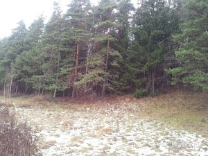 拉脱维亚，Skriveri 地区，Skriveri 出售的地块 — 来自开发商和业主的房地产搜索引擎 GEOLN.COM. 照片 15