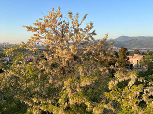 降落在 Gonio Gonio — 来自开发商和业主的房地产搜索引擎 GEOLN.COM. 照片 2