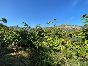 მონაკოს სიახლოვეს, დიდი მიწა — უძრავი ქონების ყიდვა და მფლო ბელებისგან GEOLN.COM. ფოტო 9