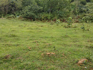 在 Khelvachauri 出售的土地 — 来自开发商和业主的房地产搜索引擎 GEOLN.COM. 照片 10