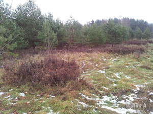 拉脱维亚，Skriveri 地区，Skriveri 出售的地块 — 来自开发商和业主的房地产搜索引擎 GEOLN.COM. 照片 11