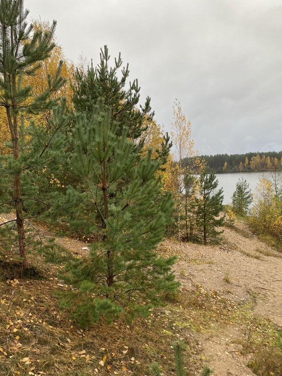 Ziemia przy jeziorze — Wyszukiwarka nieruchomości od deweloperów i właścicieli GEOLN.COM. Zdjęcie 1