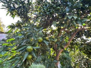 კომერციული მიწა მახინჯაურში — უძრავი ქონების ყიდვა და მფლო ბელებისგან GEOLN.COM. ფოტო 8