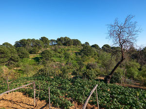 别墅 3 间卧室 374 平方米，位于西班牙埃斯特波纳 — 来自开发商和业主的房地产搜索引擎 GEOLN.COM. 照片 41