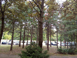 出售出租公寓 Bežanija 贝尔格莱德 Expo 2027 — 来自开发商和业主的房地产搜索引擎 GEOLN.COM. 照片 3