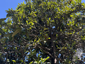 Villas in Chakvi with a pool — Find off-plan property or real estate resale directly from developers and owners GEOLN.COM. Photo 8