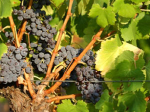 别墅在法国，奥西塔尼亚，蒙彼利埃 — 来自开发商和业主的房地产搜索引擎 GEOLN.COM. 照片 6