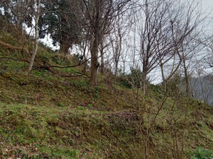 Gonio 的橘园地块 — 来自开发商和业主的房地产搜索引擎 GEOLN.COM. 照片 3