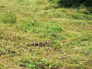 مونتينيغرو. على بعد 9 كم من موكوفات في اتجاه بييلو بولي، يتم بيع عقار ريفي بمساحة 3.1 هكتار. — ابحث عن عقار قيد الإنشاء أو عقار معاد بيعه مباشرة من المطورين والملاك GEOLN.COM. صورة فوتوغرافية 4