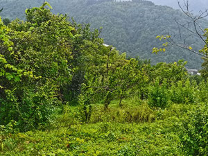 4,757 m² gruntów nierolnych + dom ok. 260 m² — Wyszukiwarka nieruchomości od deweloperów i właścicieli GEOLN.COM. Zdjęcie 6