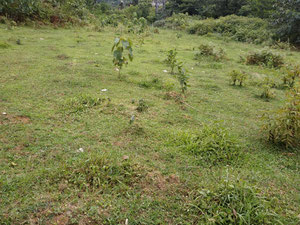 在 Khelvachauri 出售的土地 — 来自开发商和业主的房地产搜索引擎 GEOLN.COM. 照片 4