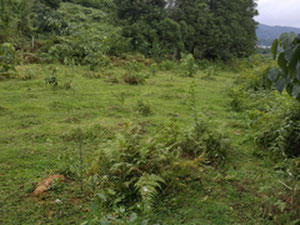 在 Khelvachauri 出售的土地 — 来自开发商和业主的房地产搜索引擎 GEOLN.COM. 照片 13